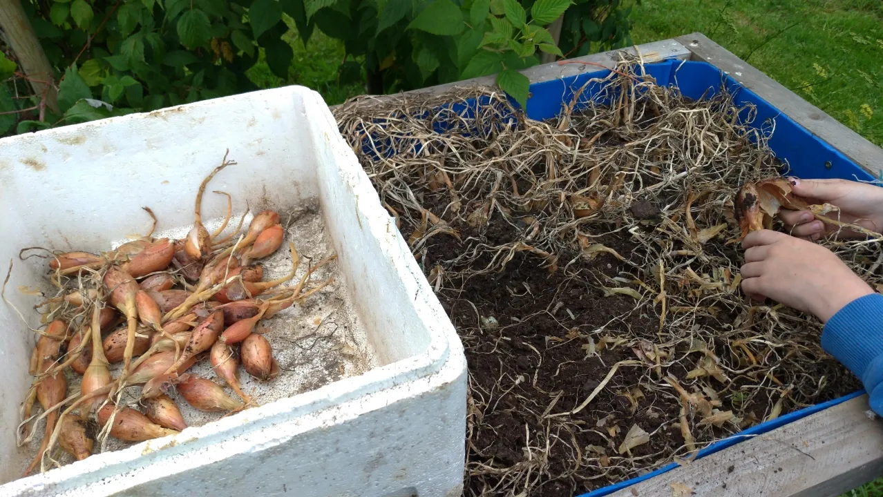 Récolte des échalotes