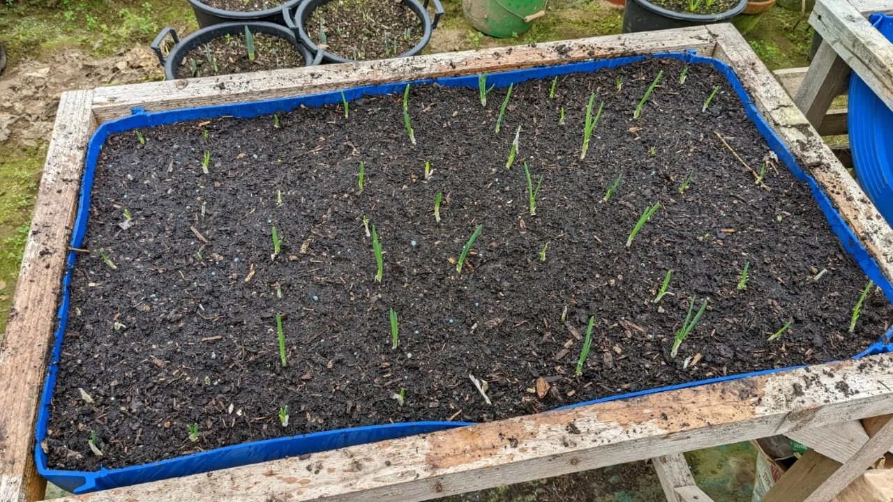 ensembles d'oignons de plantation dans une jardinière en fût