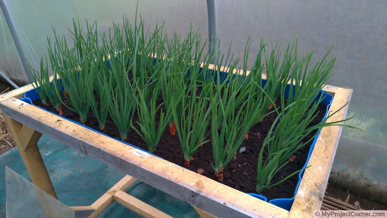 échalotes dans un planteur à fût recyclé