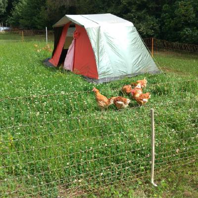 Alternative Chicken Housing