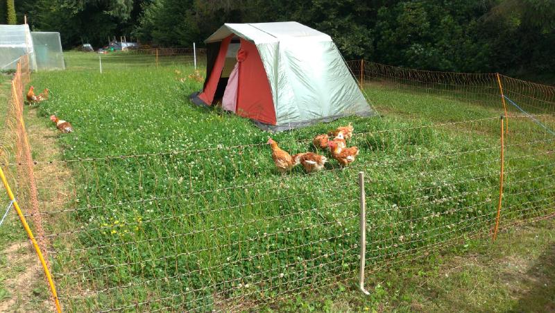 Using a tent as a chicken shelter