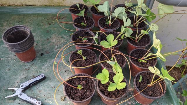 Cultiver de nouveaux plants de fraises