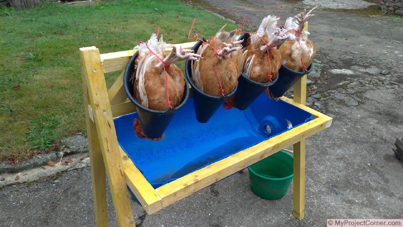 A homemade chicken slaughter station