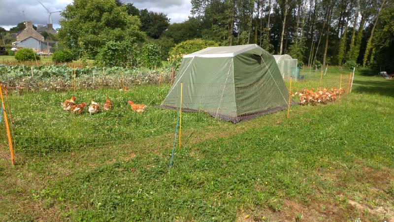 Utilisation d'une tente comme abri pour les poulets.