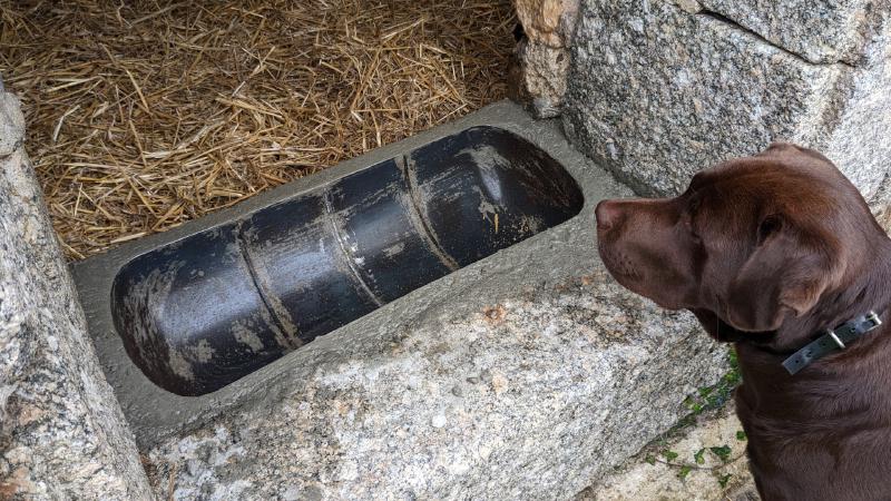 chocholate labrador checking out diy gas bottle feeding trough