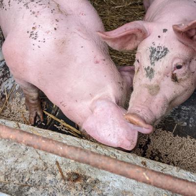 Auge à cochon fait maison