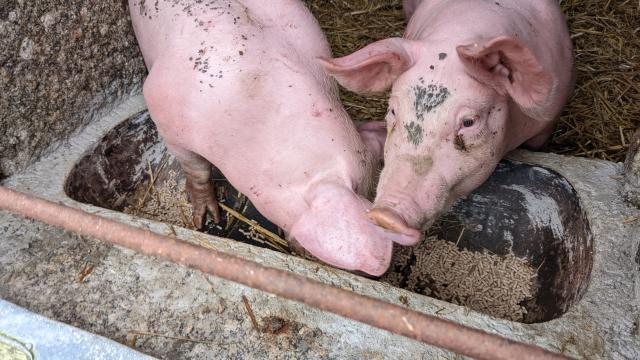 Auge à cochon fait maison
