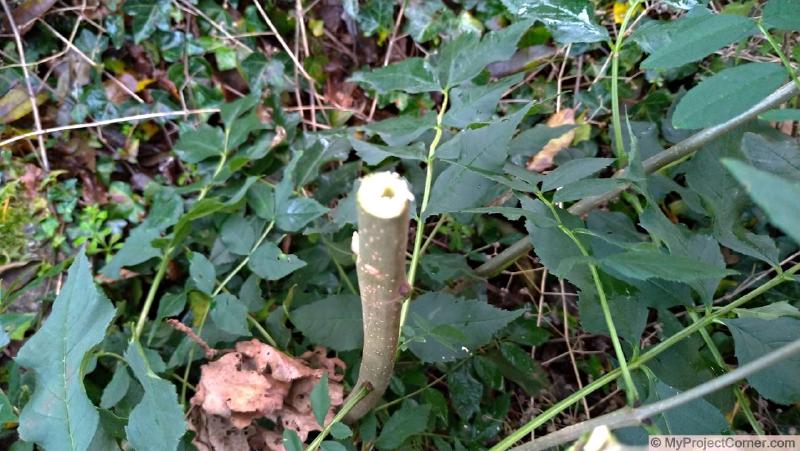 Hole drilled in ash tree sapling ready for 3D printed Ivy killer