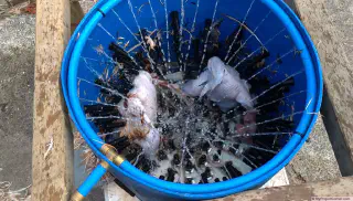 homemade chicken plucker Plucking two chickens at once