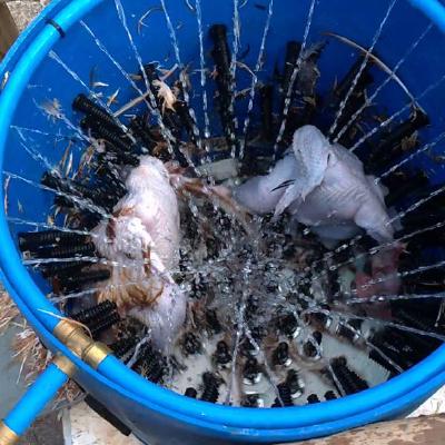 Plucking Multiple Chickens