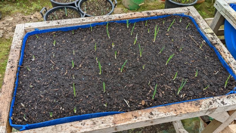 juegos de oiniones para plantar en la jardinera de barril