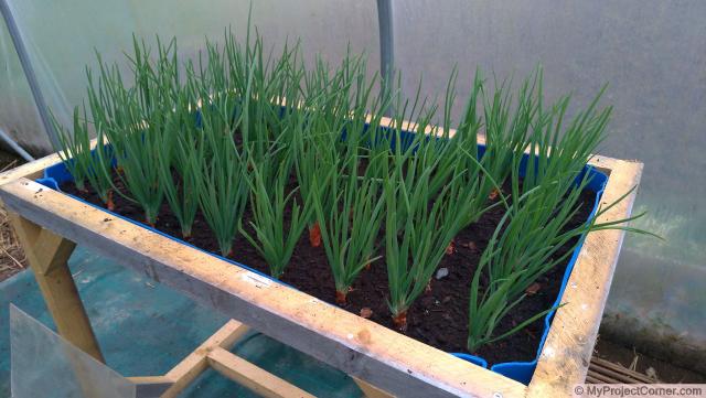 Jardinière recyclée pour la serre